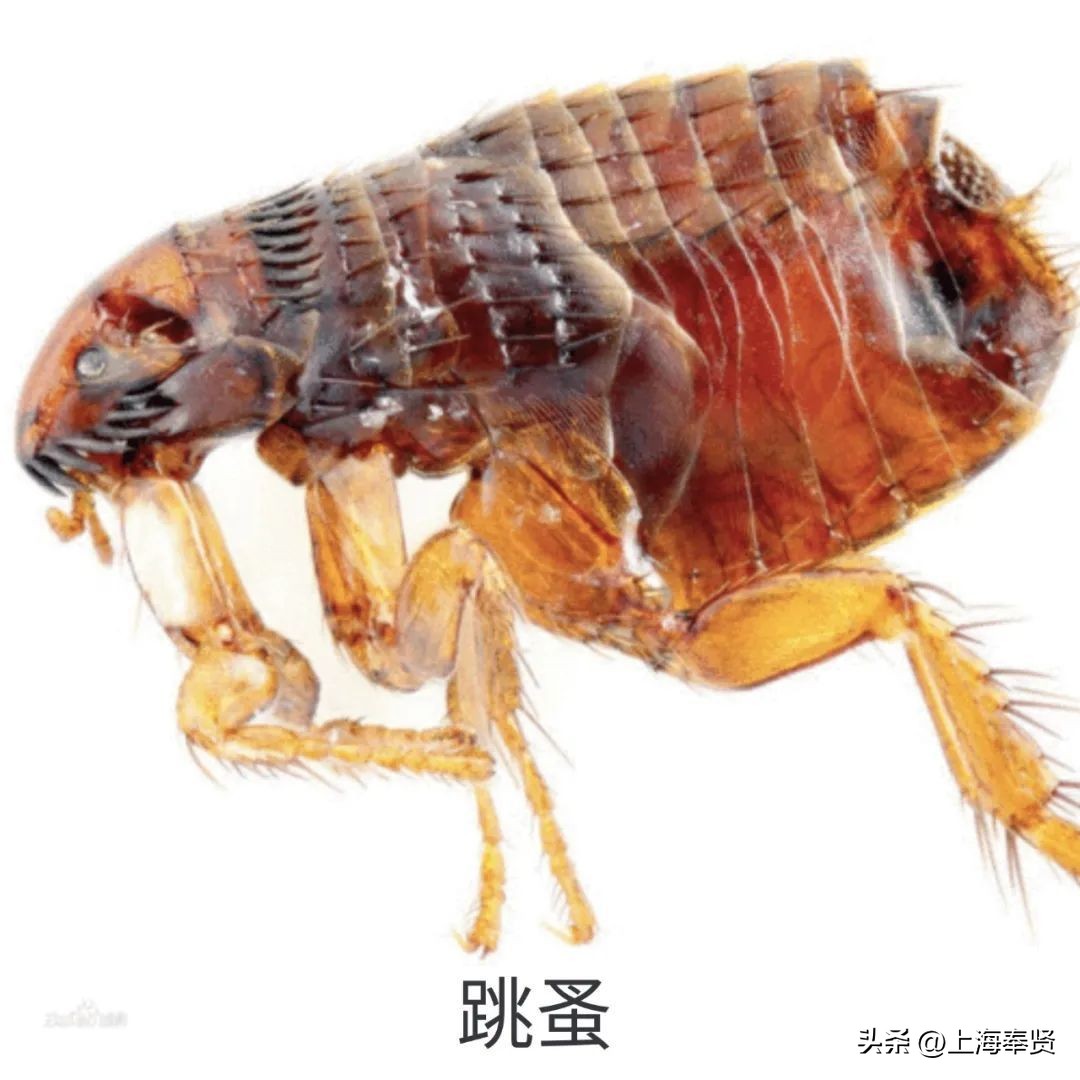 夏天虫咬皮炎的治疗方法,虫咬性皮炎到底如何杀虫