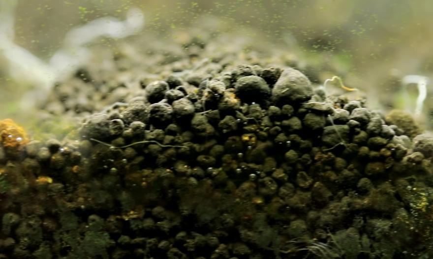 为什么水草养着养着就烂了,水草为啥养黄了