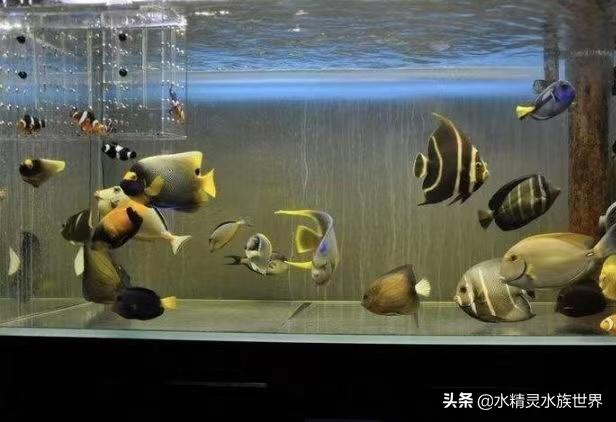 常见海水鱼品种介绍及饲养手册,人工饲养的食用海水鱼有什么