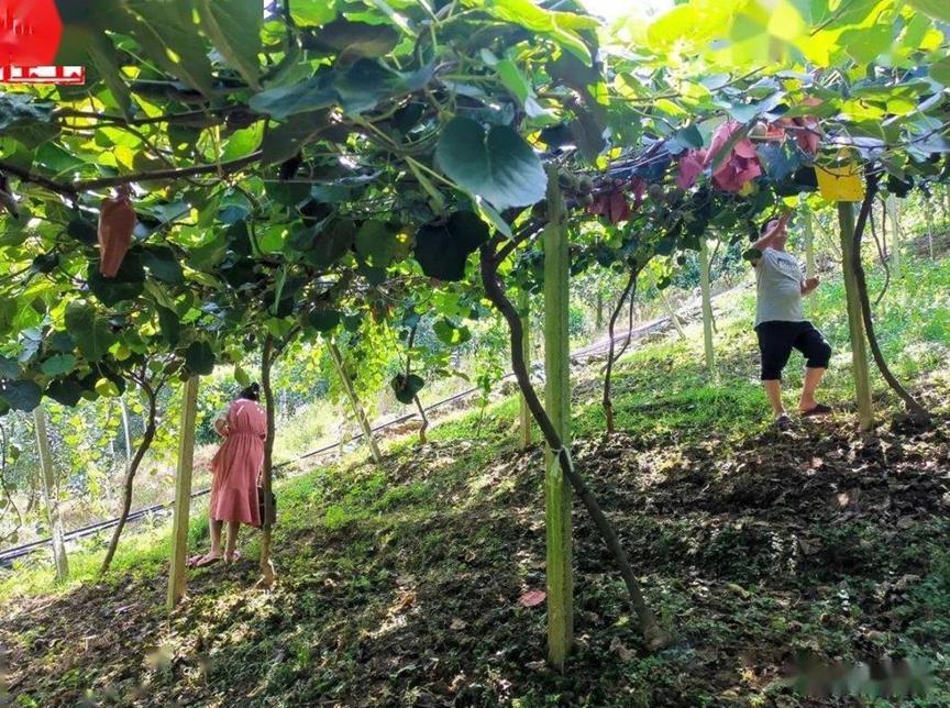 新西兰弄走了湖北猕猴桃，还让中国人付版权费？