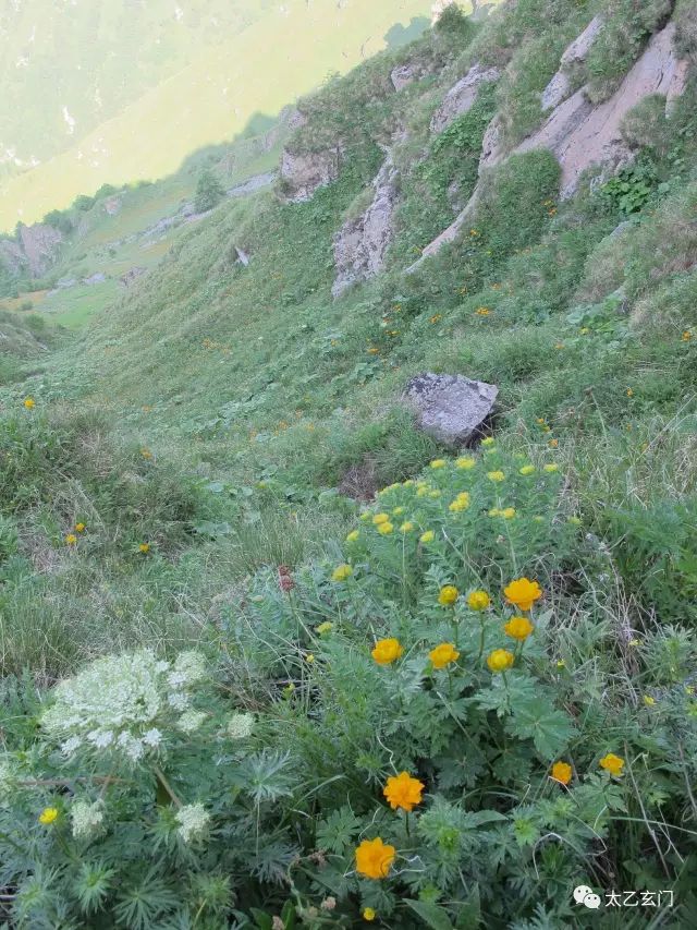 小五台山金莲花坡,小五台金莲花