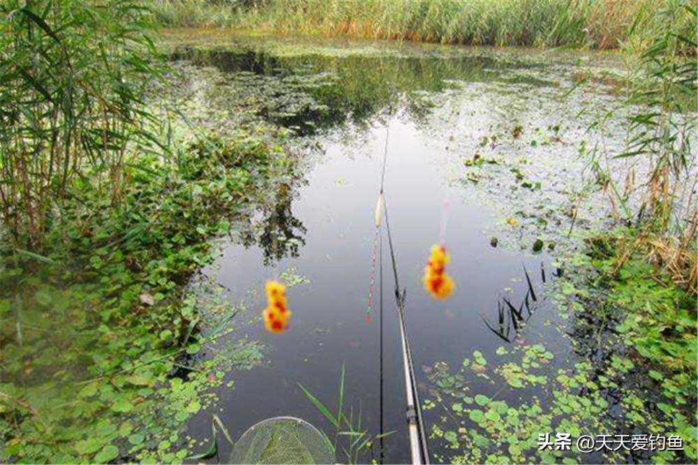 野钓调漂要称饵重吗,野钓调漂最佳方法要不要考虑饵重