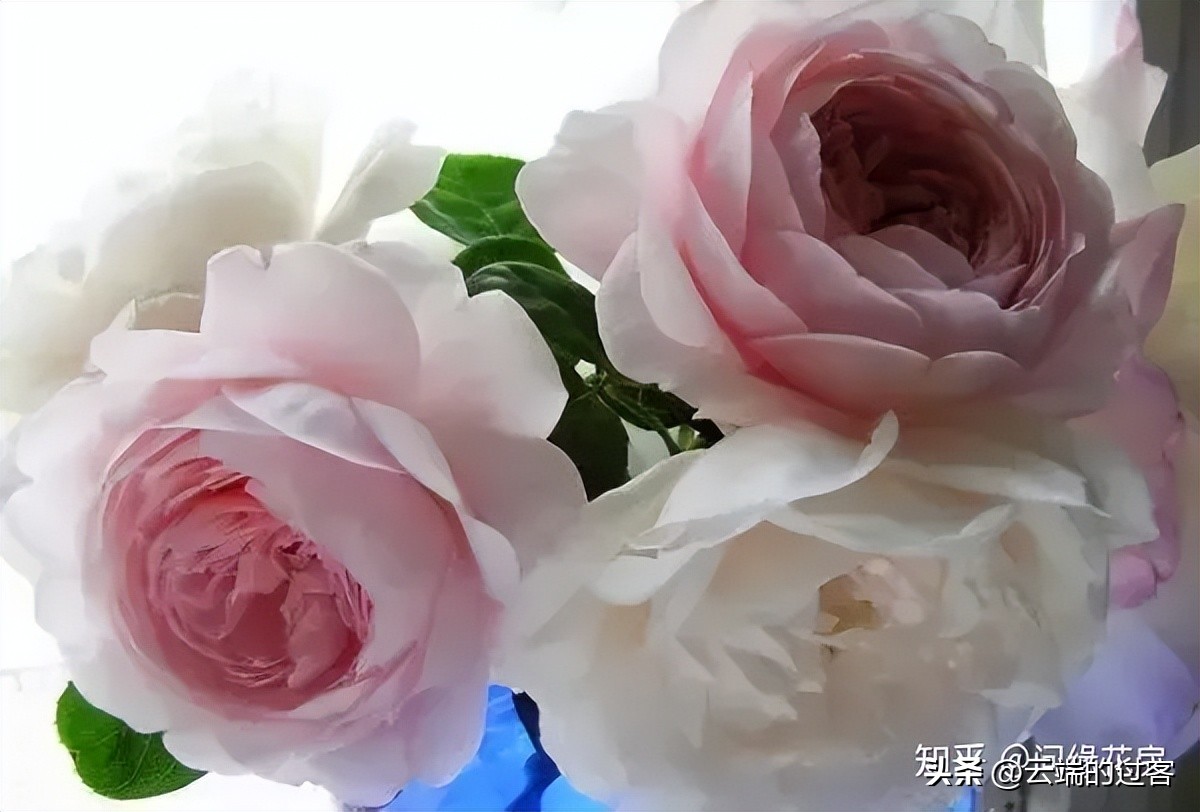 1到99朵玫瑰的含义图片,1到99朵玫瑰花语是什么