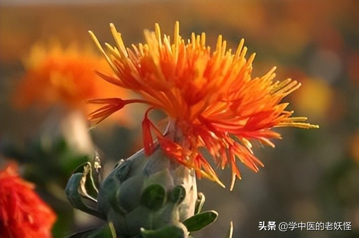 活血化瘀的红花是什么样的,活血通经红花