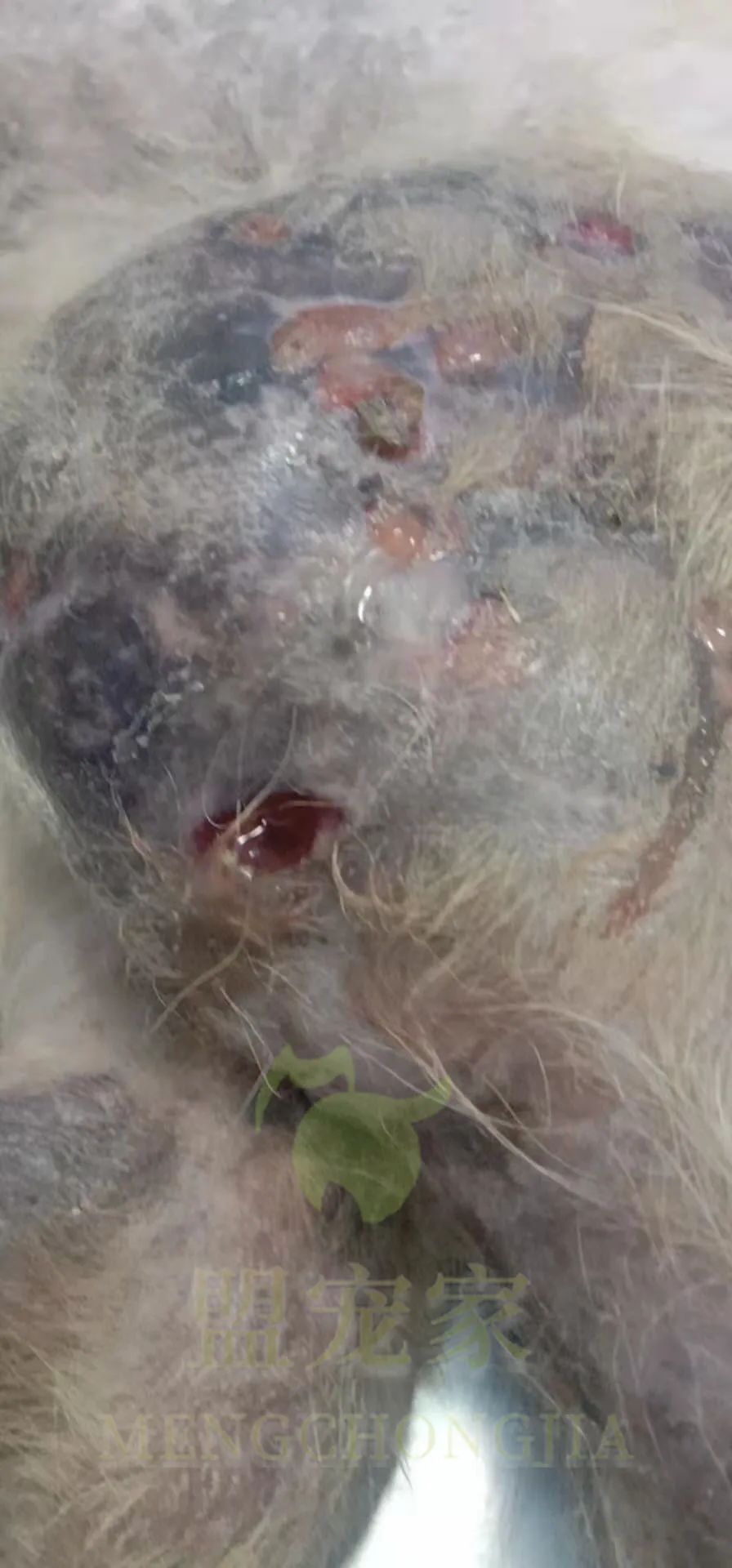 德牧骨癌,流浪德牧被打裂鼻骨跑进医院求助