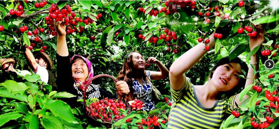 大连大樱桃采摘基地,大连水晶大樱桃在哪采摘