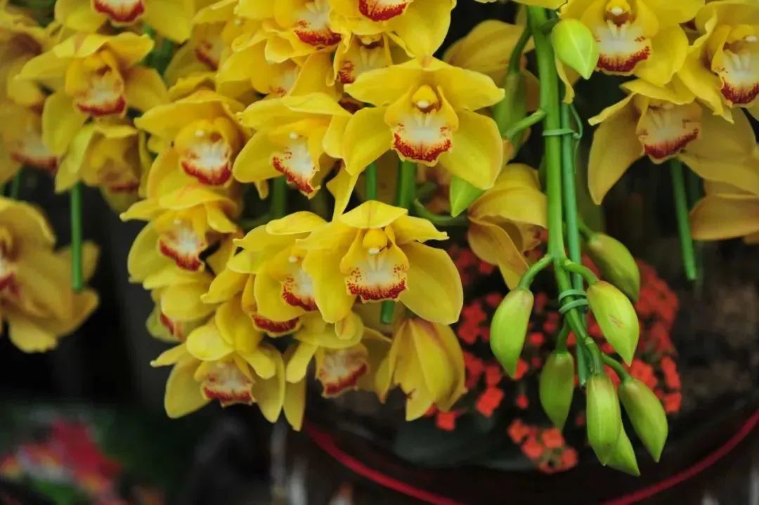 雨雪天气,来济南这些宝藏花市再合适不过了!快去把春天的浪漫抱回家吧!