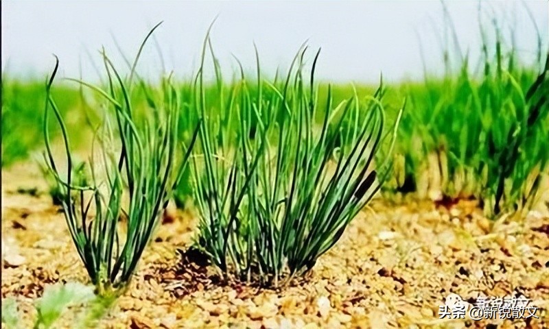 在甘肃皋兰，那个时代的野菜，某种意义上是奢侈品