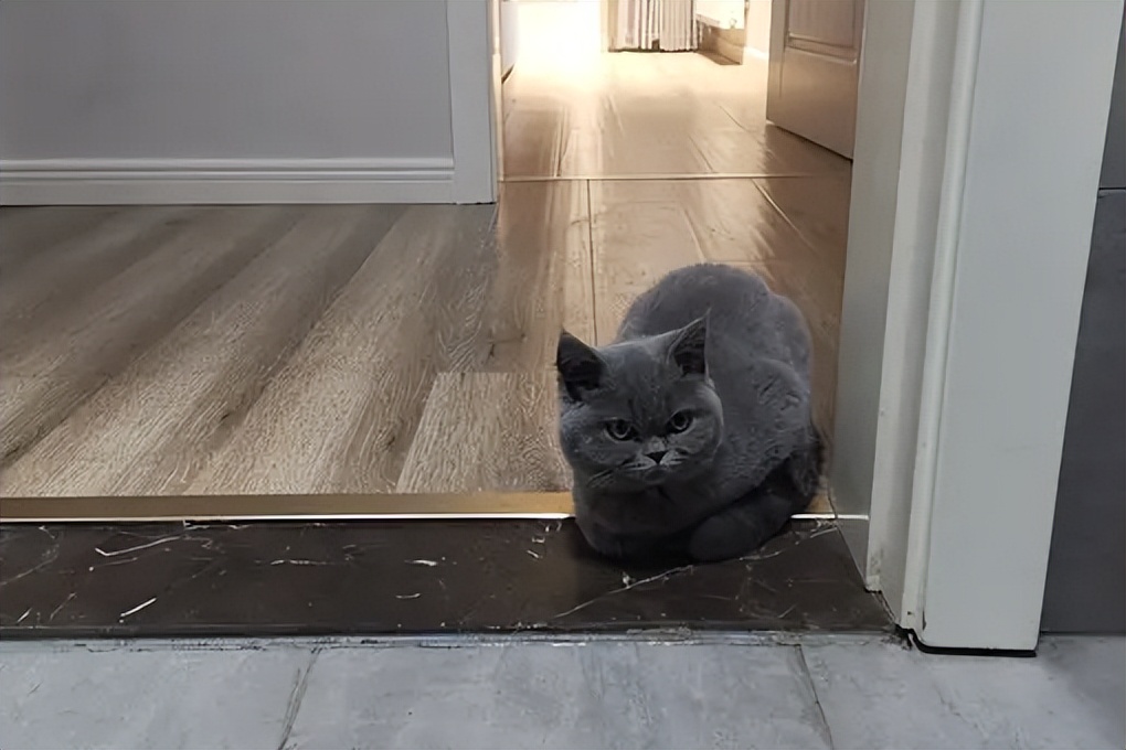 猫粑粑有点软有点臭说明什么,猫的臭粑粑如何处理