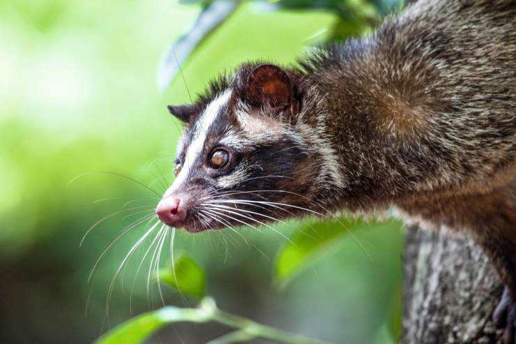 江西老农活捉神秘物种六不像,江西宜春老农上山捉到六不像