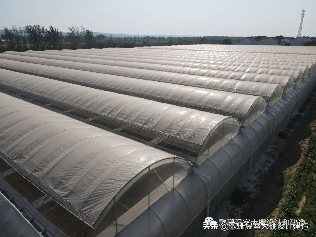 河南热门连栋温室大棚项目,河南蔬菜连栋温室大棚建造
