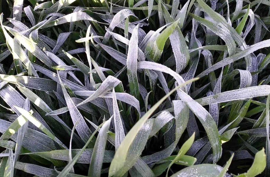 2022年春天是倒春寒吗,2023年春季冷不冷