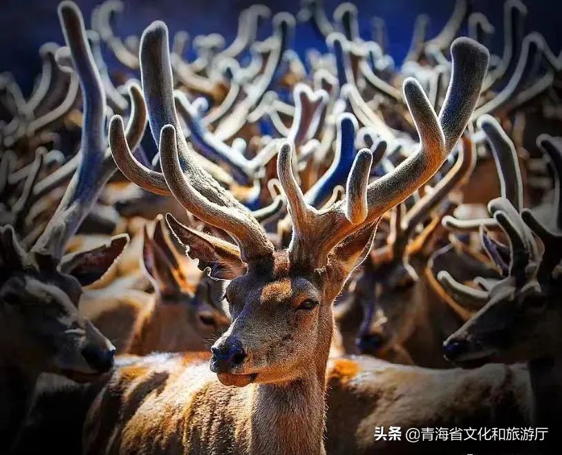 2017中国旅游日青海,2020中国旅游日青海美景等你来赏