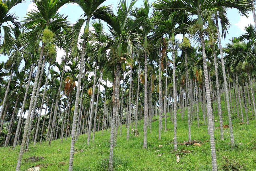 海南的支柱产业槟榔,海南槟榔产业总值