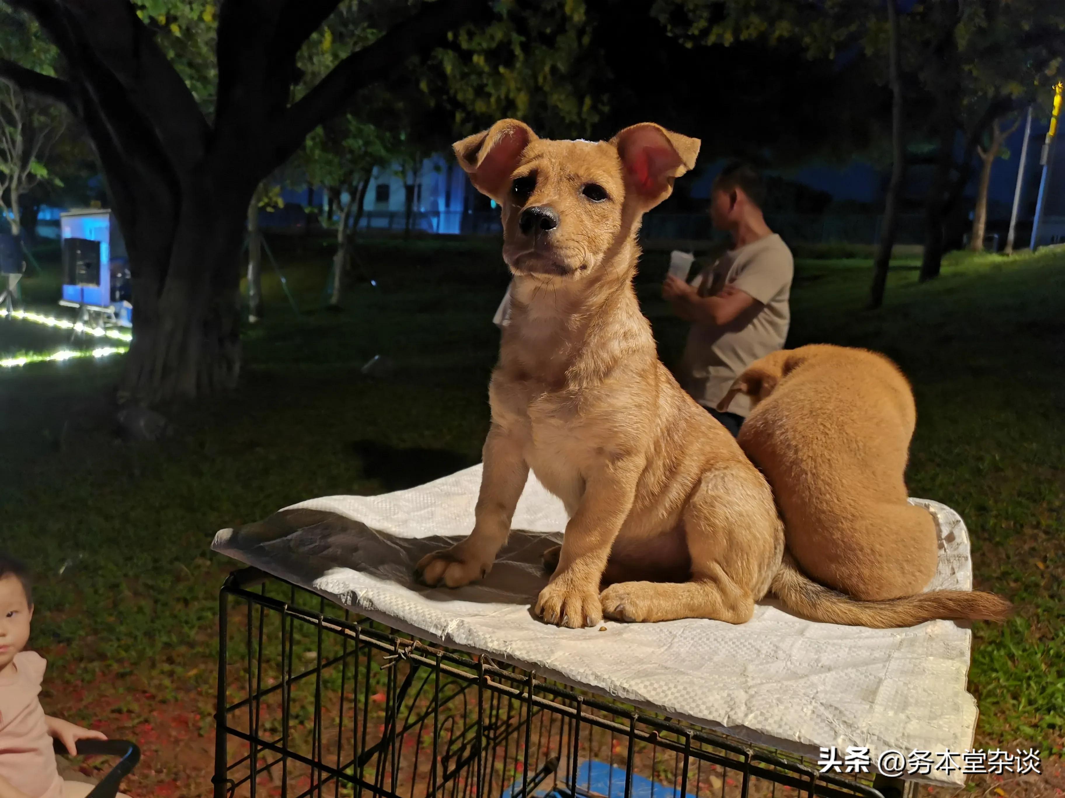 地摊经济才是人间烟火,地摊经济不只是带动城市烟火气