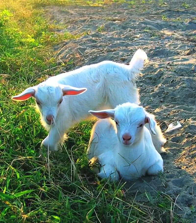 羊口蹄疫快速治疗方法,羊口蹄疫怎么治最快