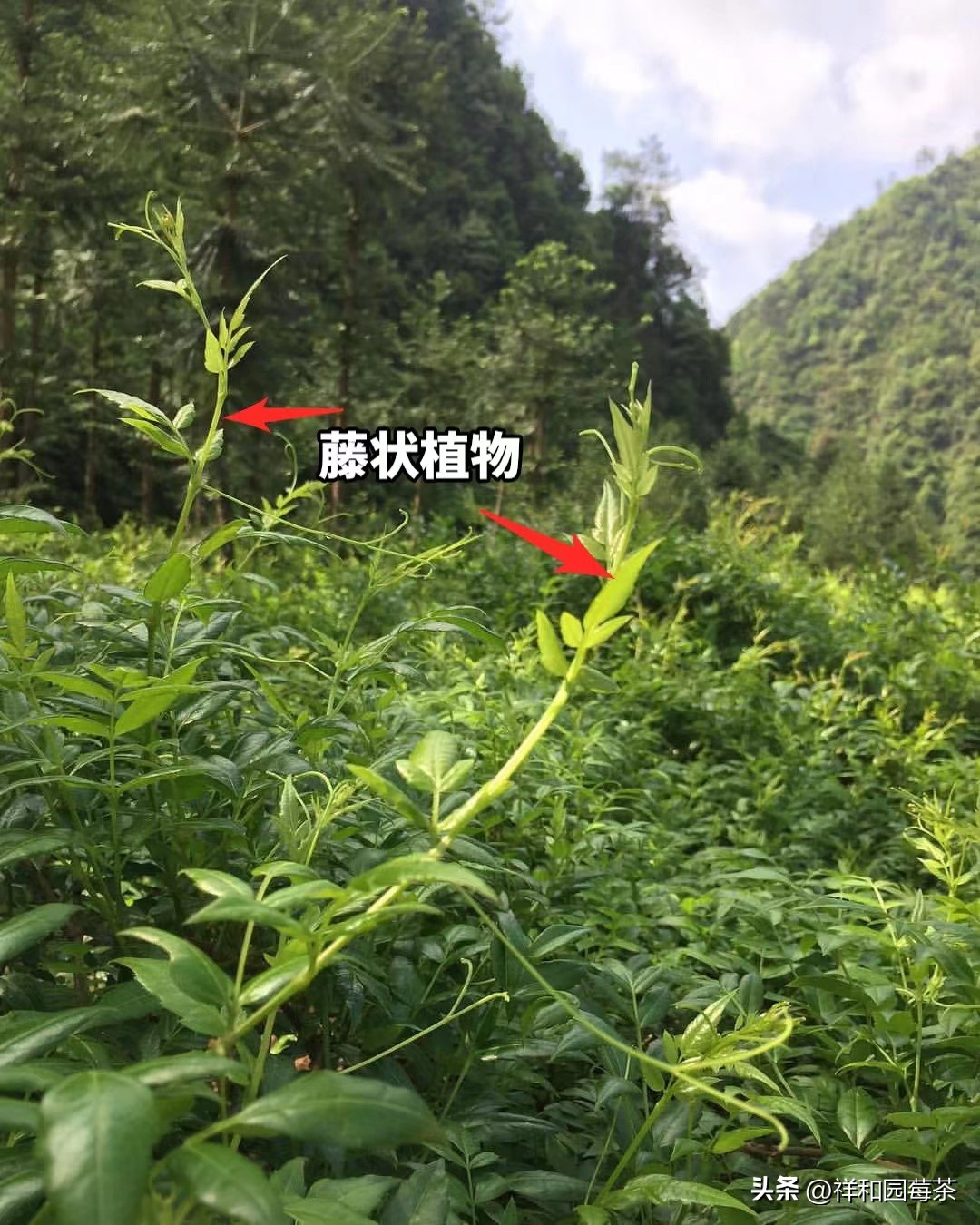 张家界莓茶哪个品牌是老字号,张家界的莓茶什么味道