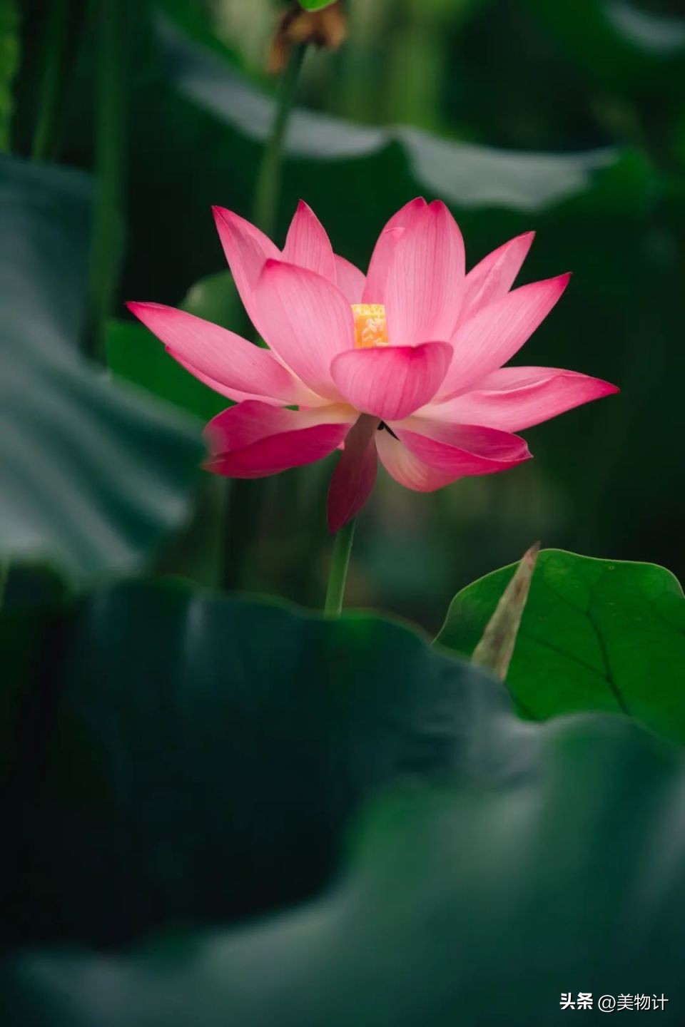 五月暮春的诗句,五月暮春四月仲春