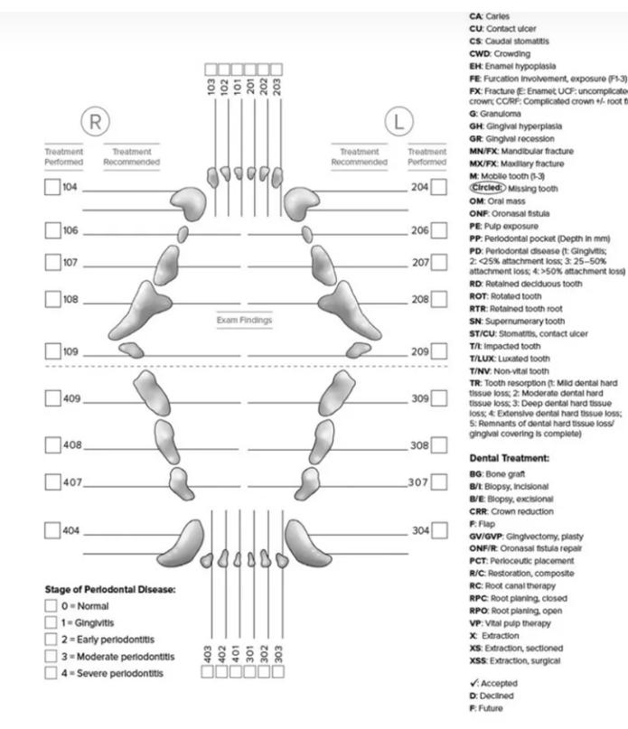 不麻醉怎么给猫洗牙,犬猫洗牙的方法步骤及注意事项