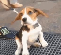 当狗狗的耳朵发炎甚至发臭......