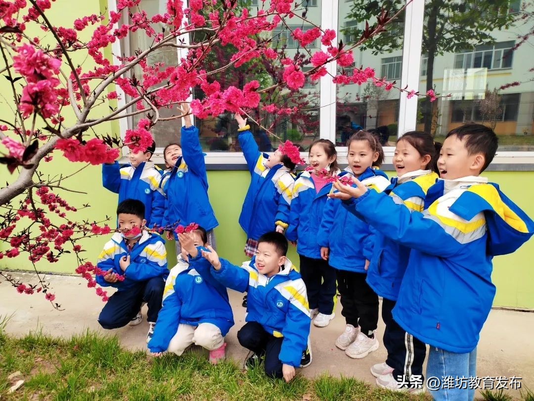 美！潍坊校园春景强势来袭