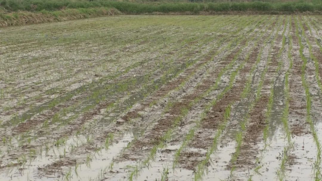 为什么说季节已到抓紧种稻,季节到了地里又开始忙了