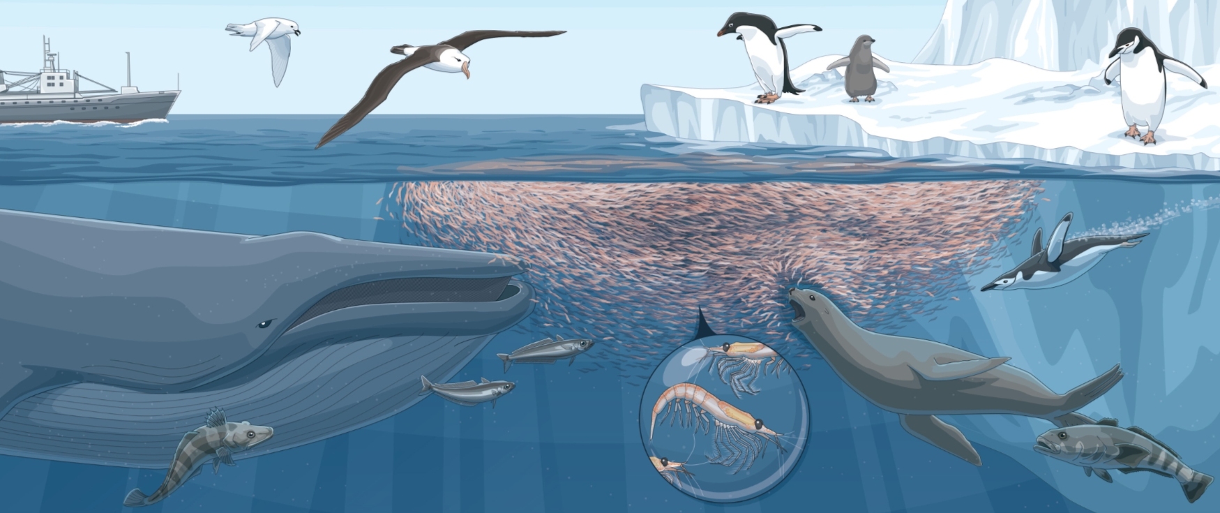 北极为何没有企鹅？80多年前放养在北极的69只企鹅，是何结局？