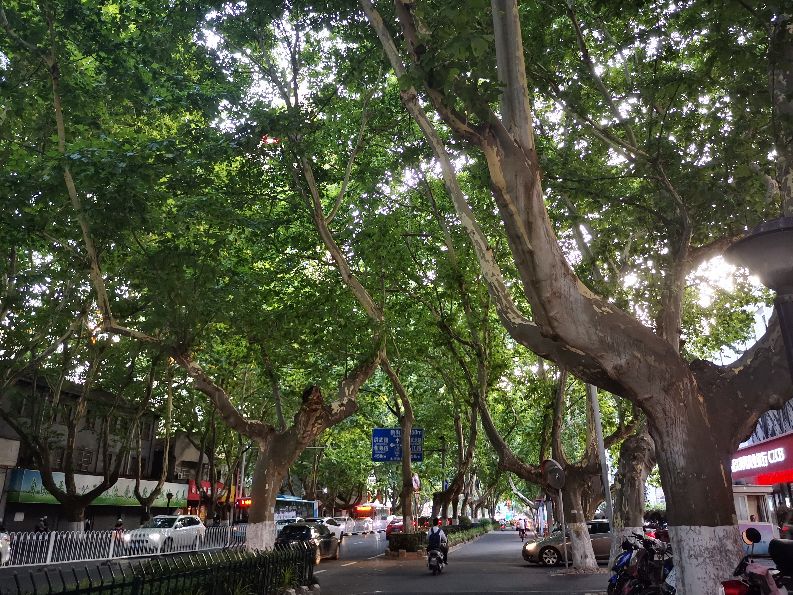 南京的美食有哪些,南京的美食都深深藏在各条小巷子