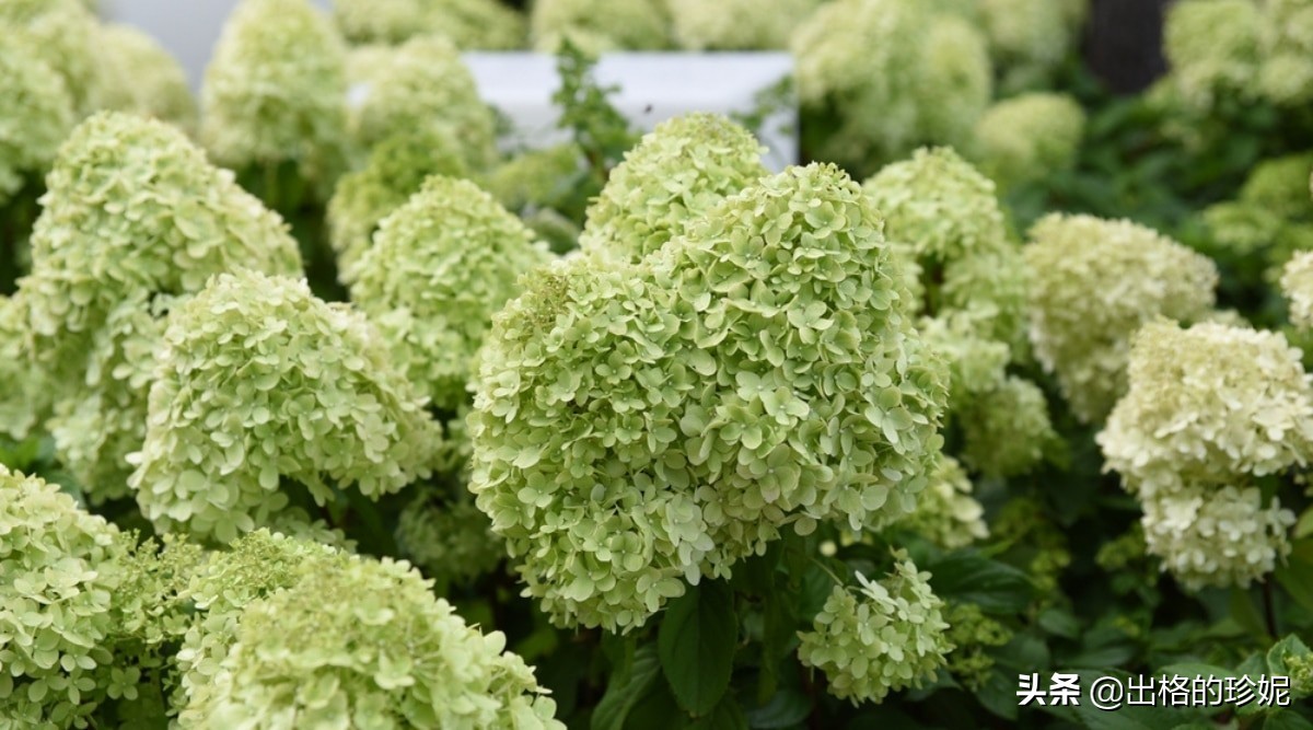 十大室内观花植物品种大全及图片,怎么区分绿色开花植物的各种类型