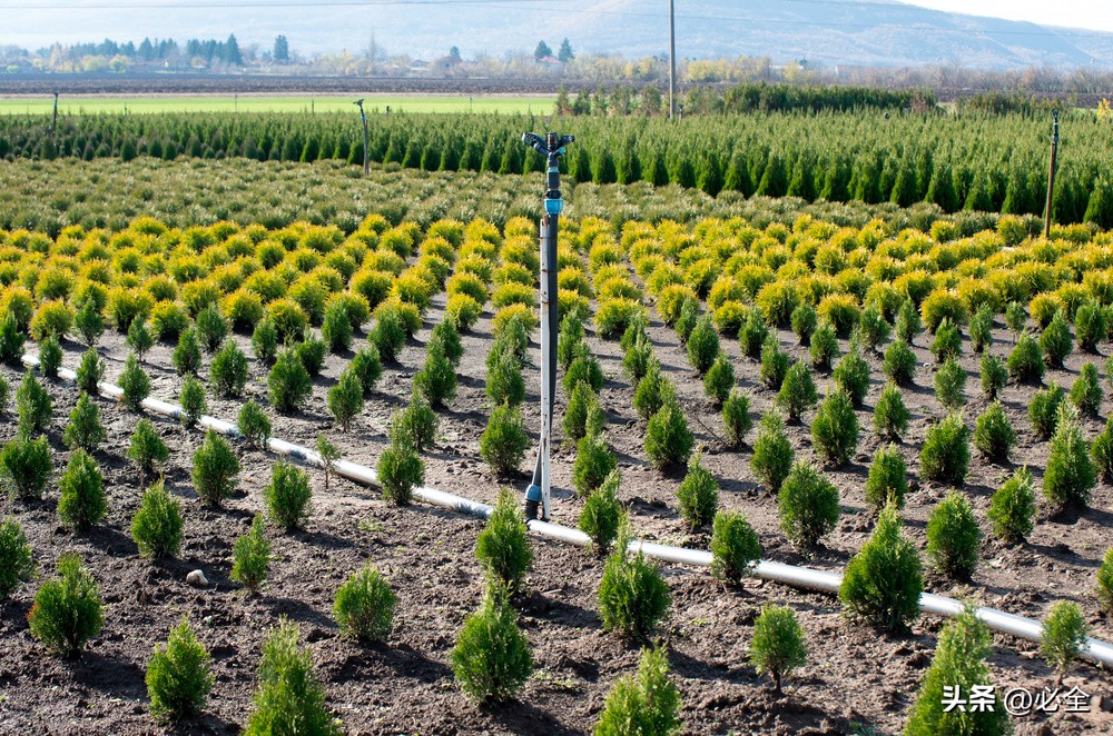 城乡环境保护林建设主要适宜乔木、灌木、草种；详表