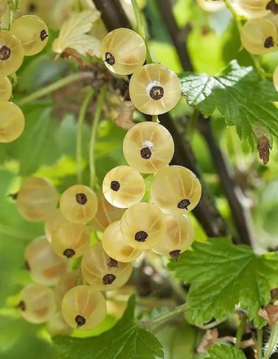 鐡滄灉椋橀澶忔棩鐐庣値,澶忔棩鐐庣値鐡滄灉椋橀