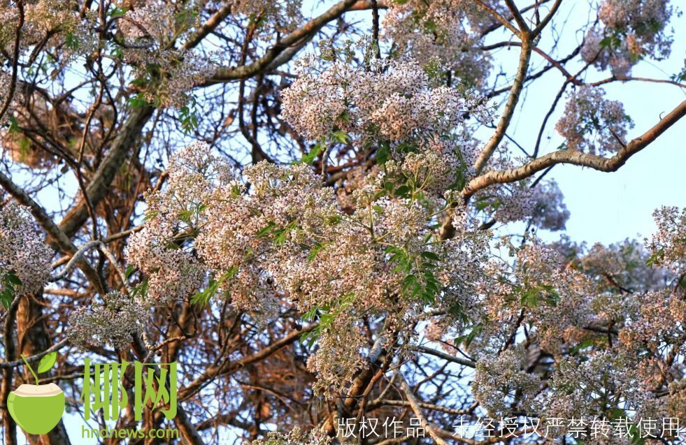 过敏性鼻炎应对4句口诀,一到春天就犯过敏性鼻炎专家支招