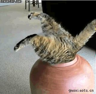 中国猫咪品种玳瑁猫,田园玳瑁猫的嘴