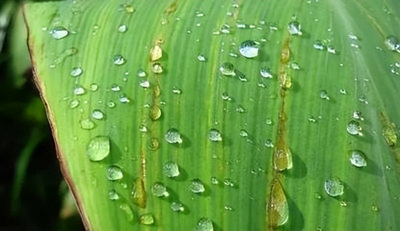 打完农药就下雨有效果吗,打完药就下雨了还有药效吗