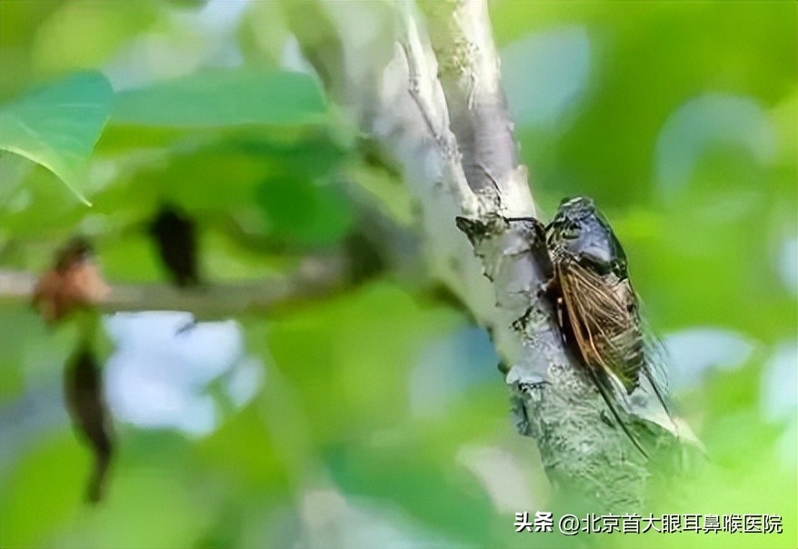 治疗突发性耳聋第一人,北京治疗突聋的最好的中医