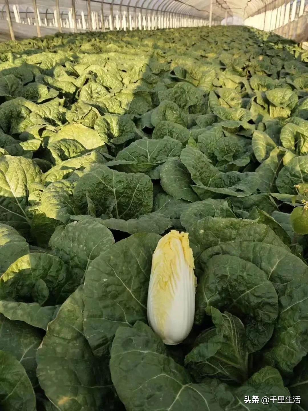 云南高山黄心白菜娃娃菜,云南哪里种娃娃菜