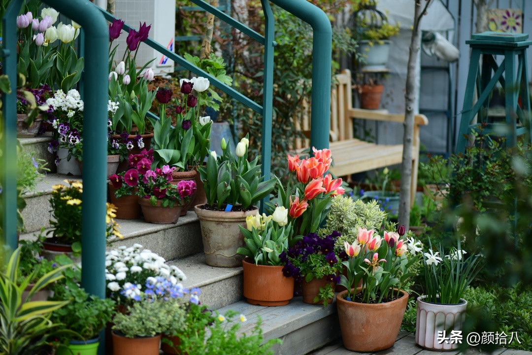 盘点今年河马花园里最美的几款郁金香|园丁