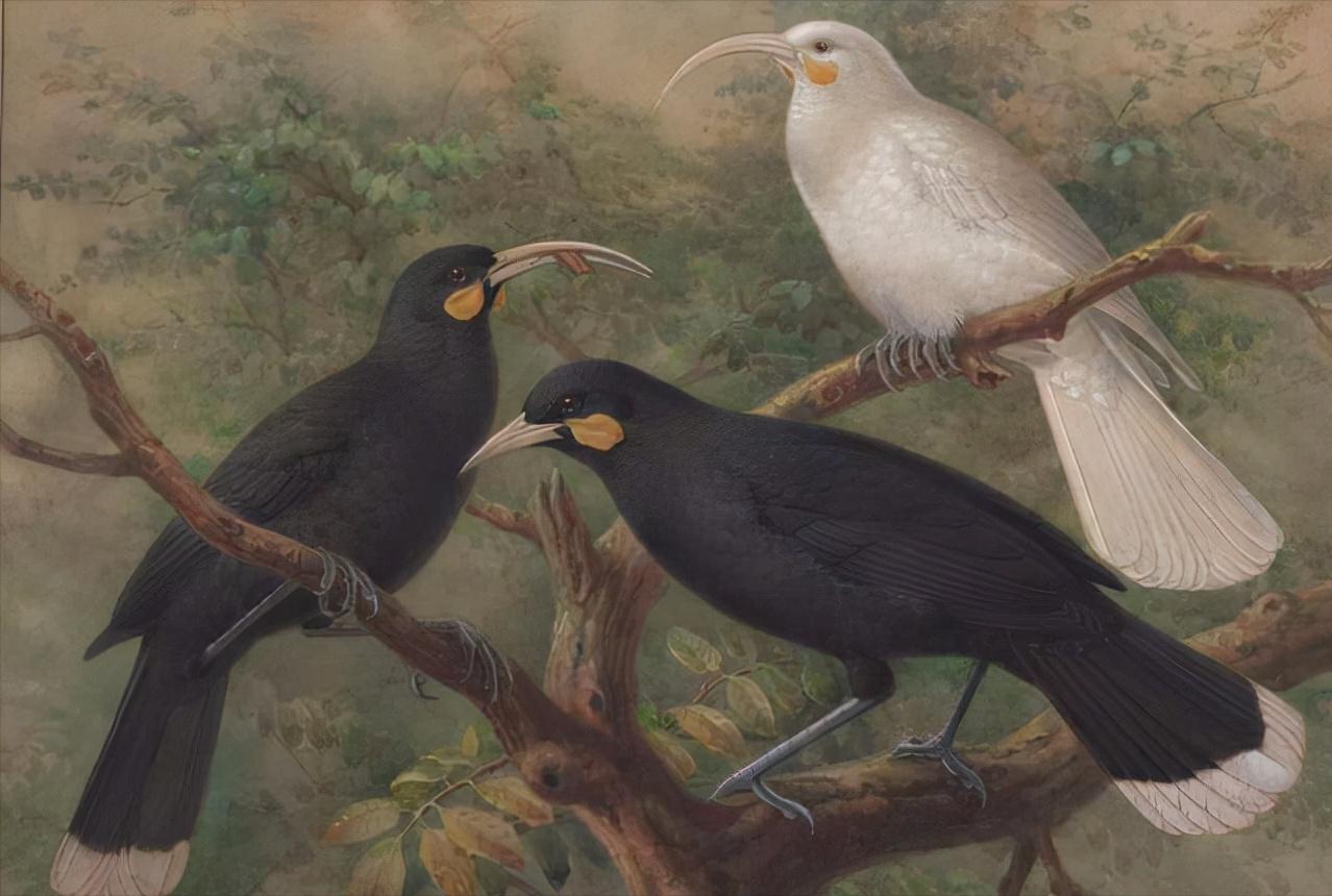 世界最贵的东西一根羽毛1万美元,世界上最贵的东西第一名无人买到