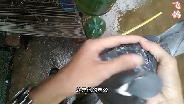 跃龙老国血信鸽冠军种鸽图片,国血吴淞跃龙信鸽