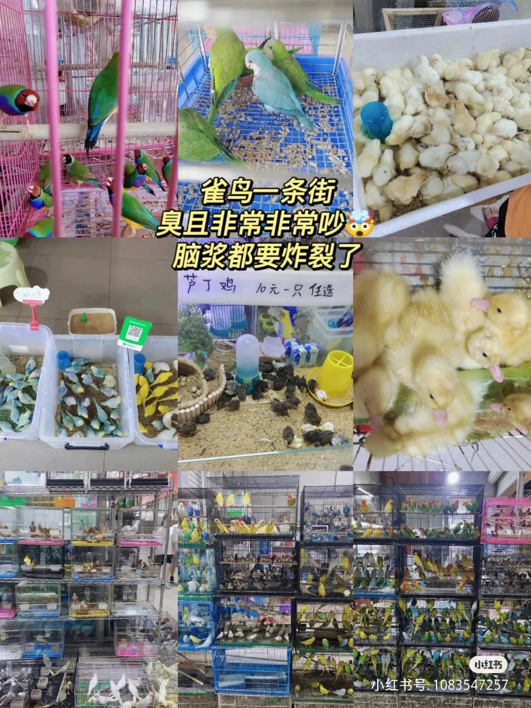 广州芳村花鸟批发市场,广州芳村花鸟鱼虫新世界拿货