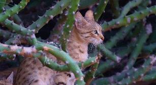 英短猫和美短哪个好养,英短跟美短猫咪