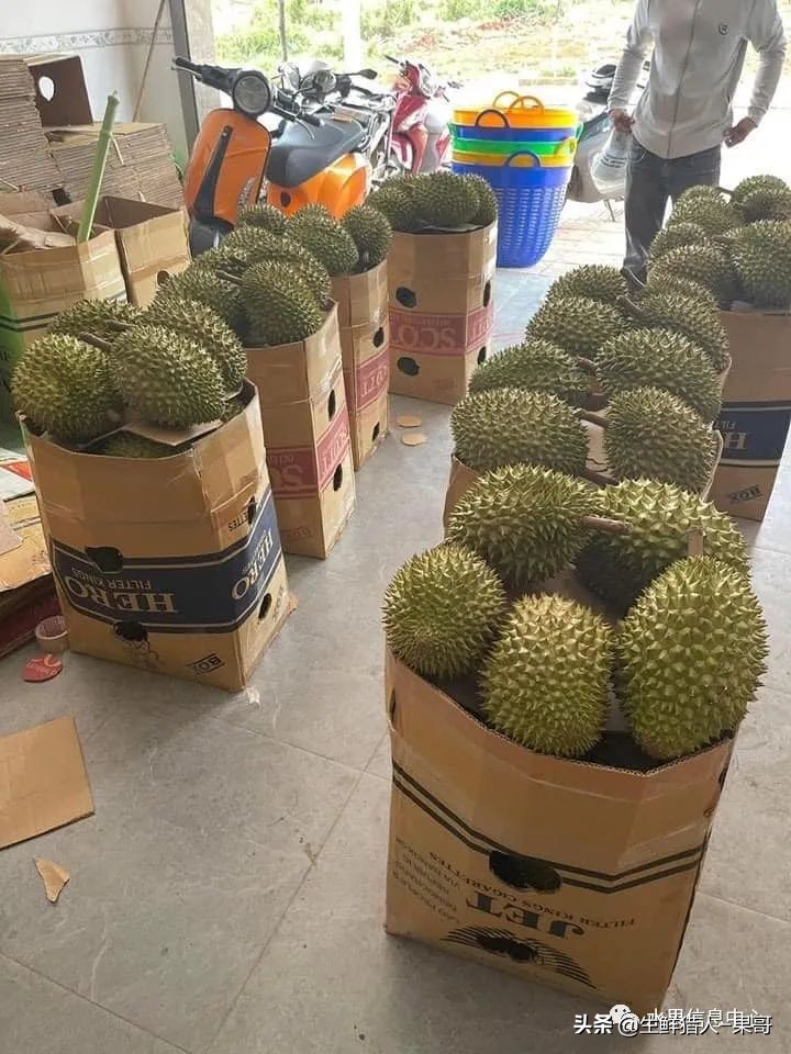 越南当地猫山王榴莲多少钱一斤,越南榴莲知识