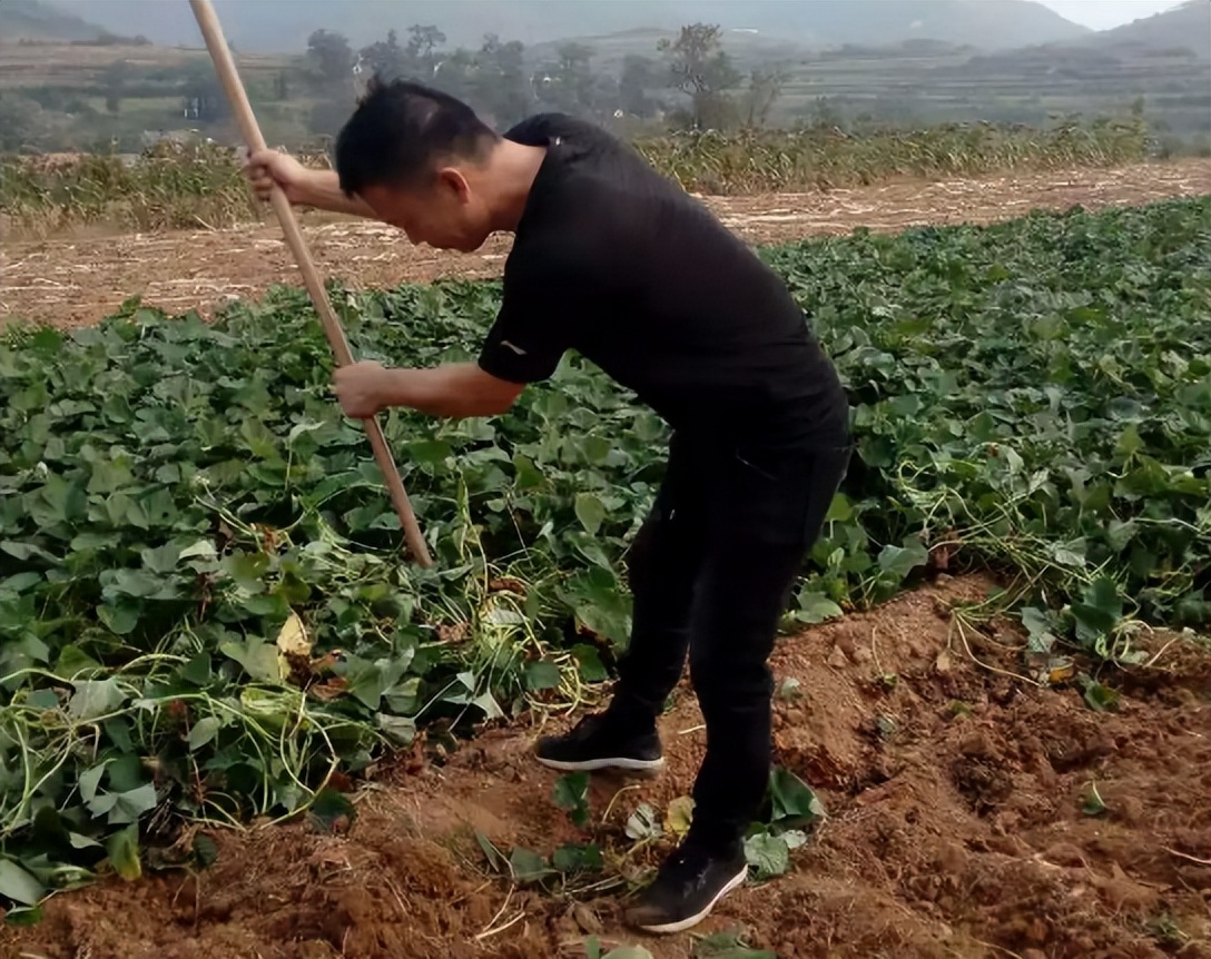 红薯怎么种才能高产用什么样肥料,雨季红薯旺长