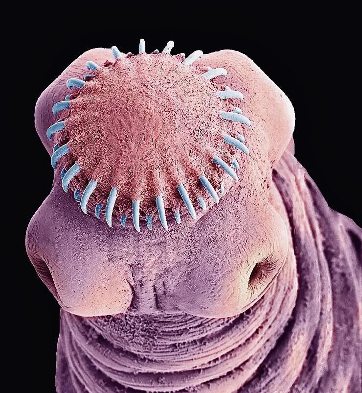 显微镜图像与真实图像,22张罕见的显微镜照片