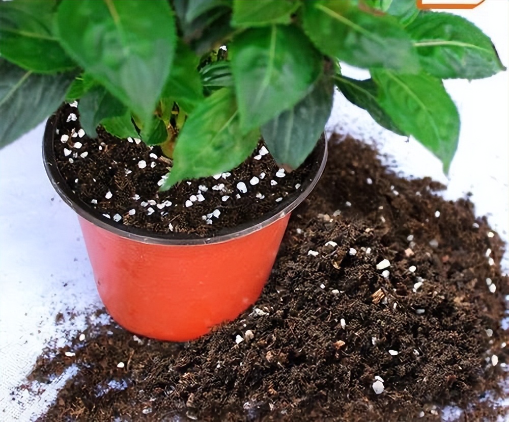 阳台菜园专家手把手教你学种菜,阳台菜园专家手把手教你种菜