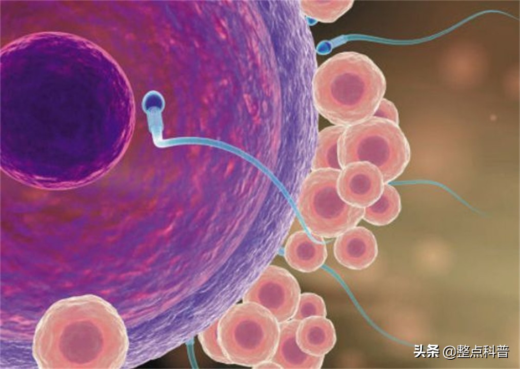 进入女性体内后，没成功“受精”的东西都去哪里了？既好笑又心疼