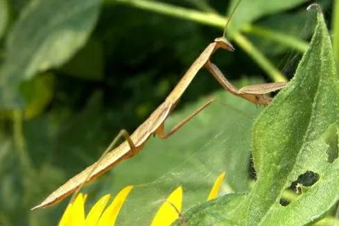螳螂吃掉自己丈夫的头,螳螂为什么吃掉配偶螳螂吃蛇