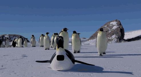 北极为何没有企鹅？80多年前放养在北极的69只企鹅，是何结局？