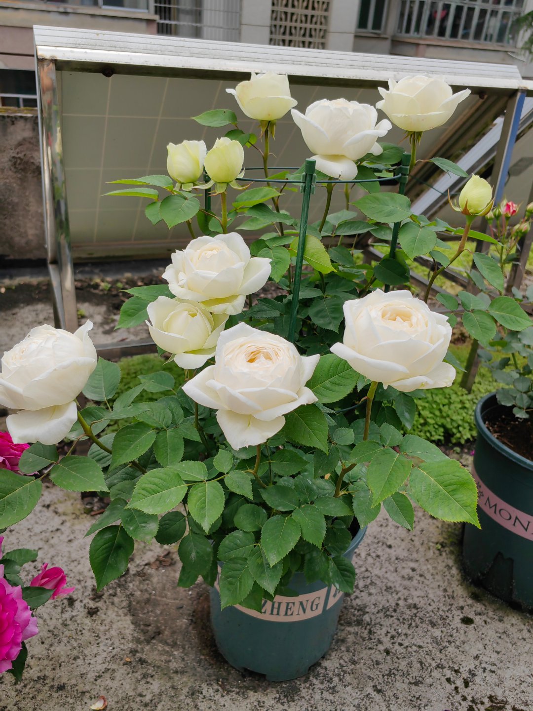 喜欢白色玫瑰，就养“婚礼之路”，颜值高、香气浓，而且开花勤奋