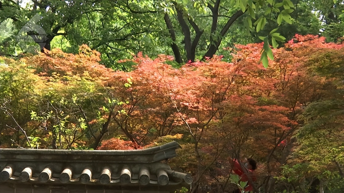 何必远游，昆明这些路上的美景就美呆